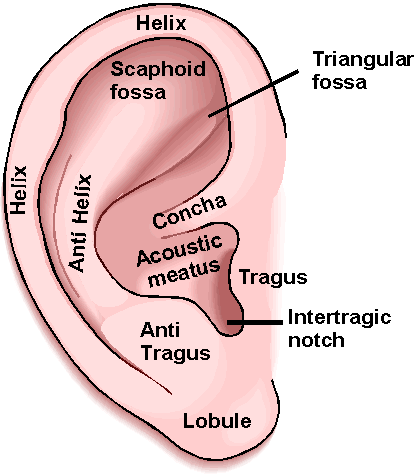 ear_anatomy.gif