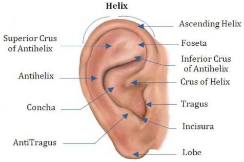 Anatomy-of-the-Human-Ear-7.jpg