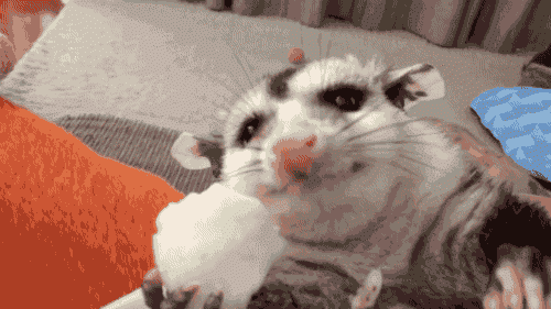 528905FF-3EFC-440C-ACE2-9662437BE14D.gif