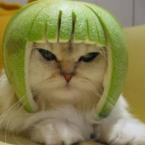 [No title]