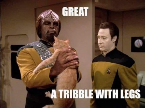 funny-pictures-meme-cat-klingon-5401970.jpeg