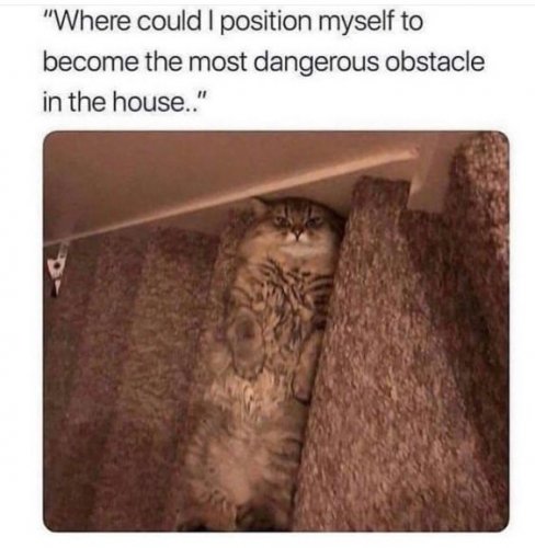 camo_cat.jpg