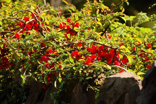 DSC_1790.jpg