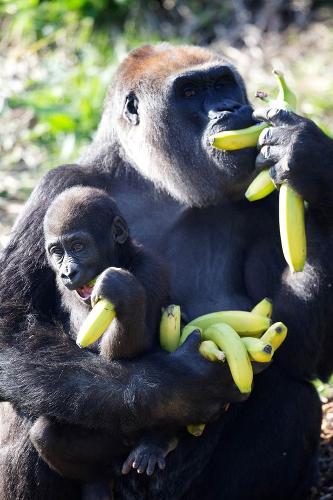 Gorillabanana.jpg