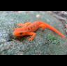 the Red Eft