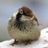 FriendlySparrow